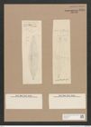 Diatomeae indet. Zeichnungen Sammlung Grunow Nr. 1434 (NHMW-BOT-W0368415)